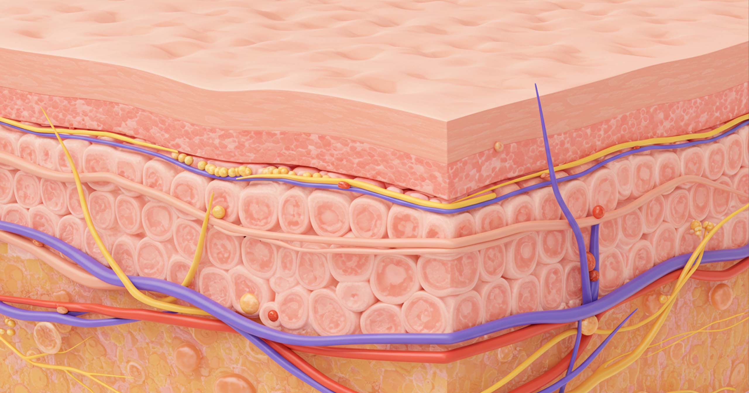 Ilustra&ccedil;&atilde;o da estrutura e elasticidade do tecido dos l&aacute;bios femininos