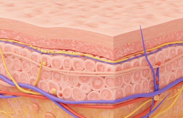 Ilustra&ccedil;&atilde;o da estrutura e elasticidade do tecido dos l&aacute;bios femininos