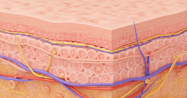 Ilustración de la estructura y elasticidad del tejido de los labios femeninos