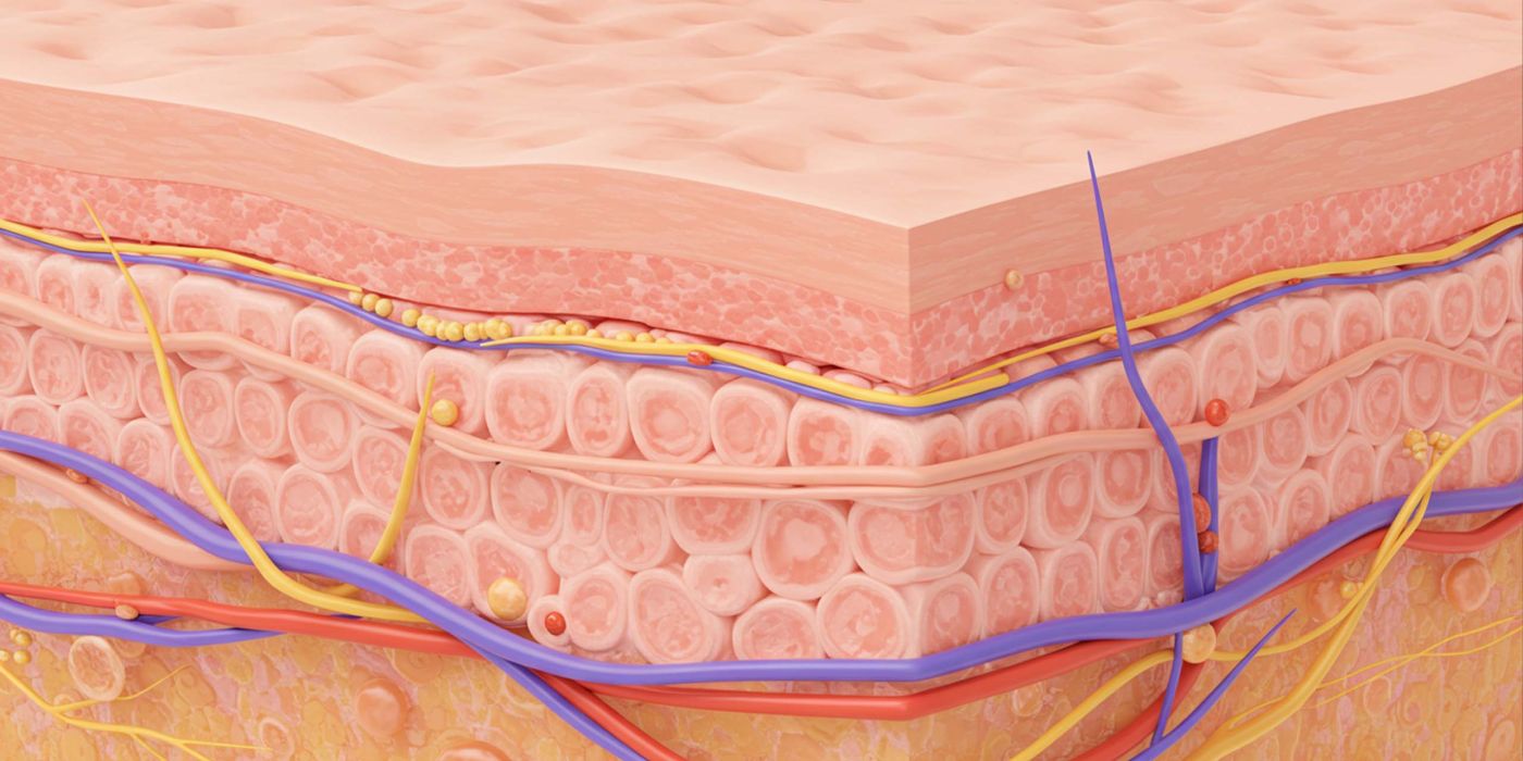Ilustração da estrutura e elasticidade do tecido dos lábios femininos