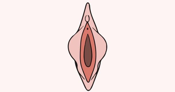 Educational anatomy illustration of female labia minora